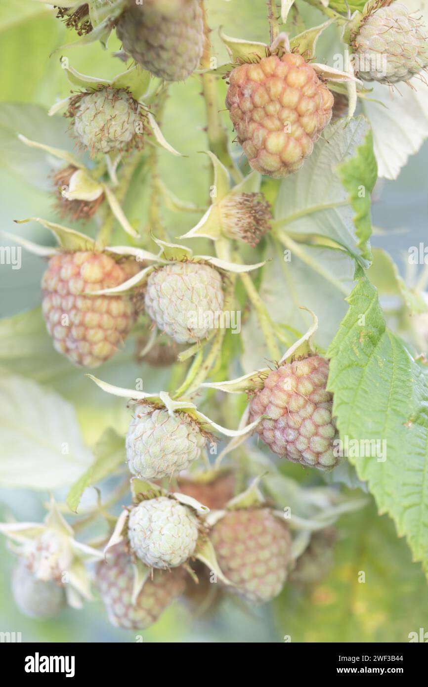 Raspberry plant and berries hi-res stock photography and images - Alamy