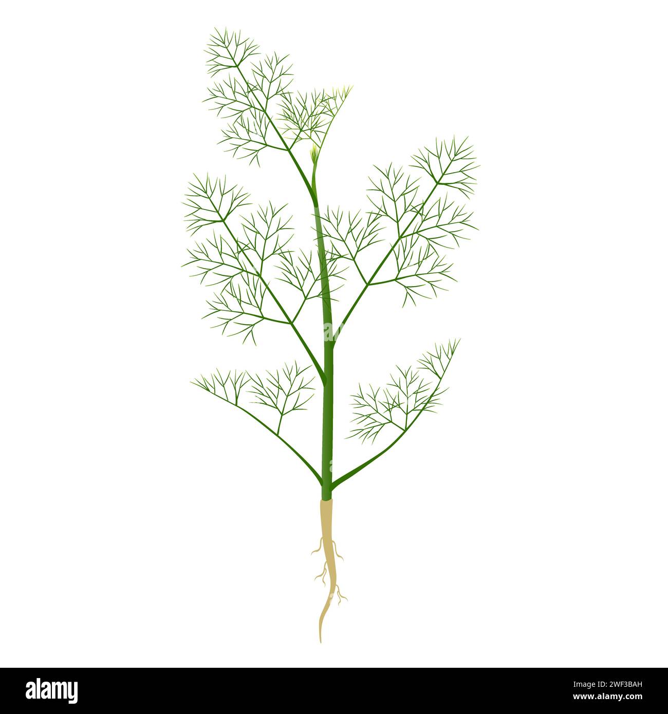 Dill plant with roots on a white background. Stock Vector