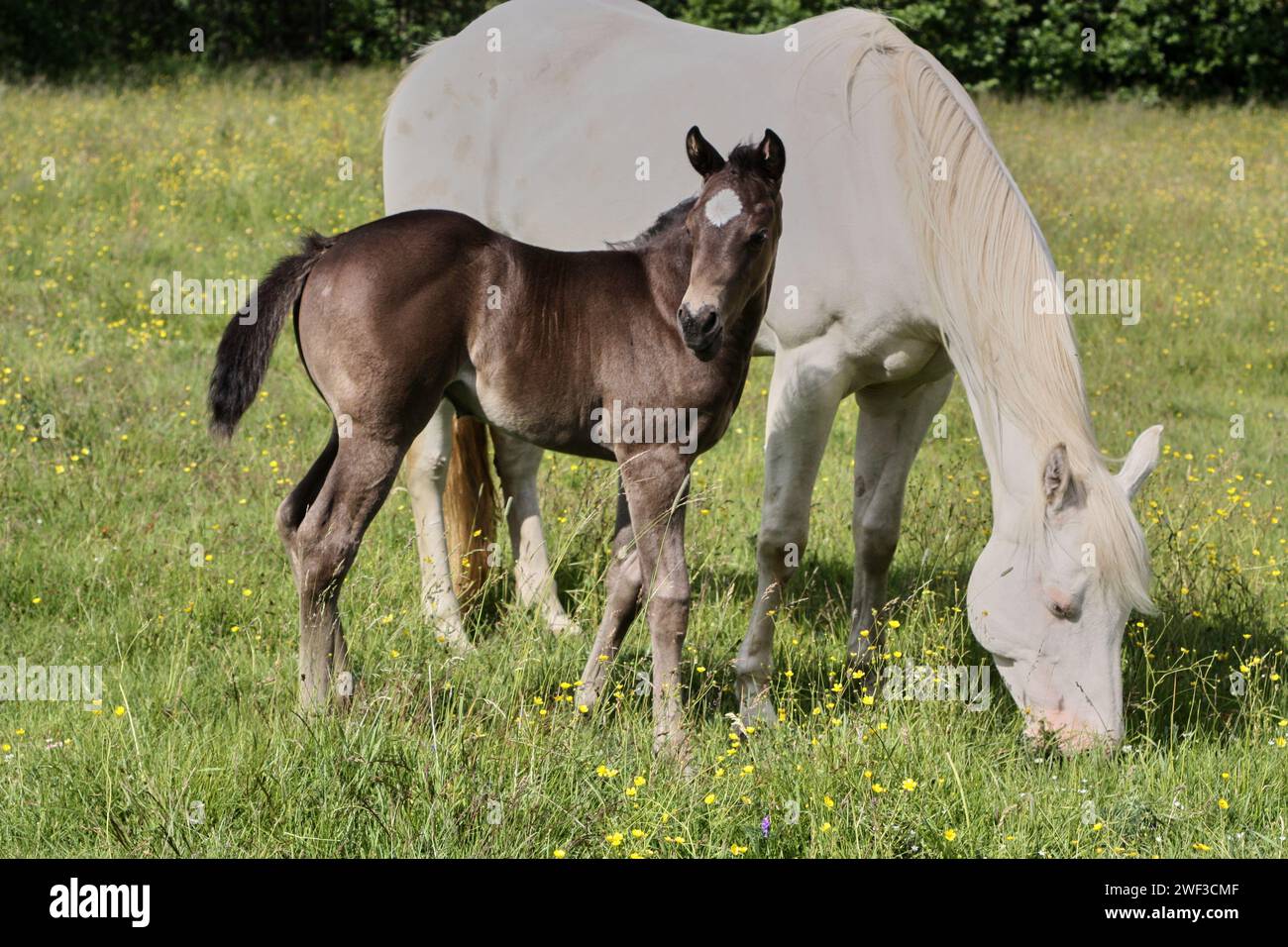 Beautiful Quarter Horse foal with mother mare on a sunny day in a meadow in Skaraborg Sweden Stock Photo