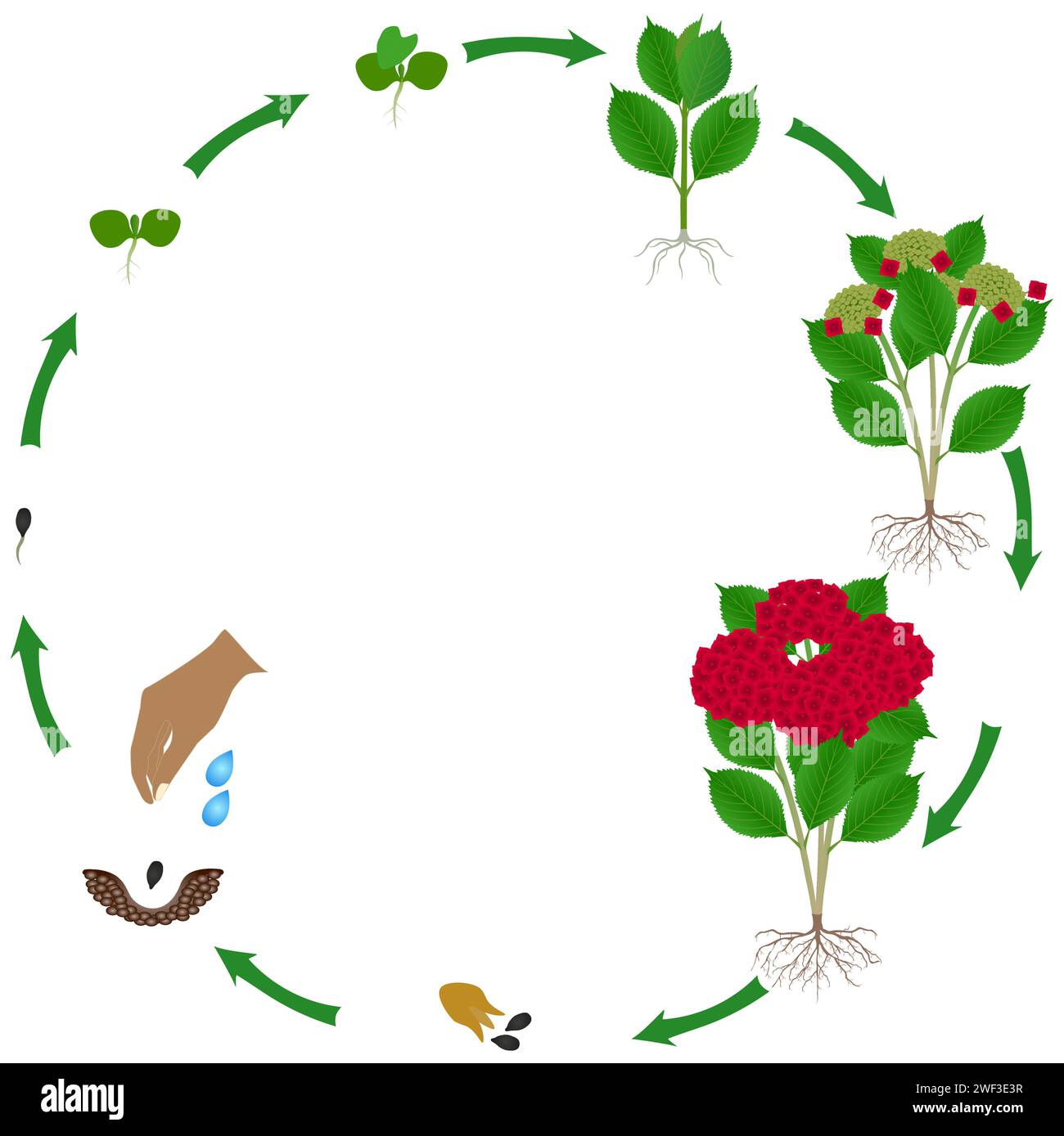 Life cycle of red hydrangea plant on a white background. Stock Vector