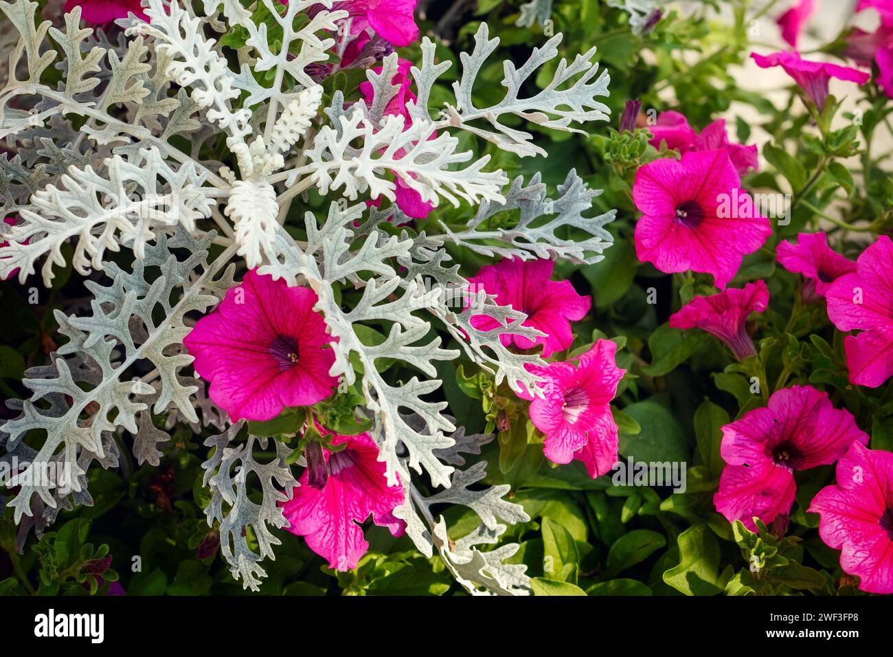 Senecio cineraria 