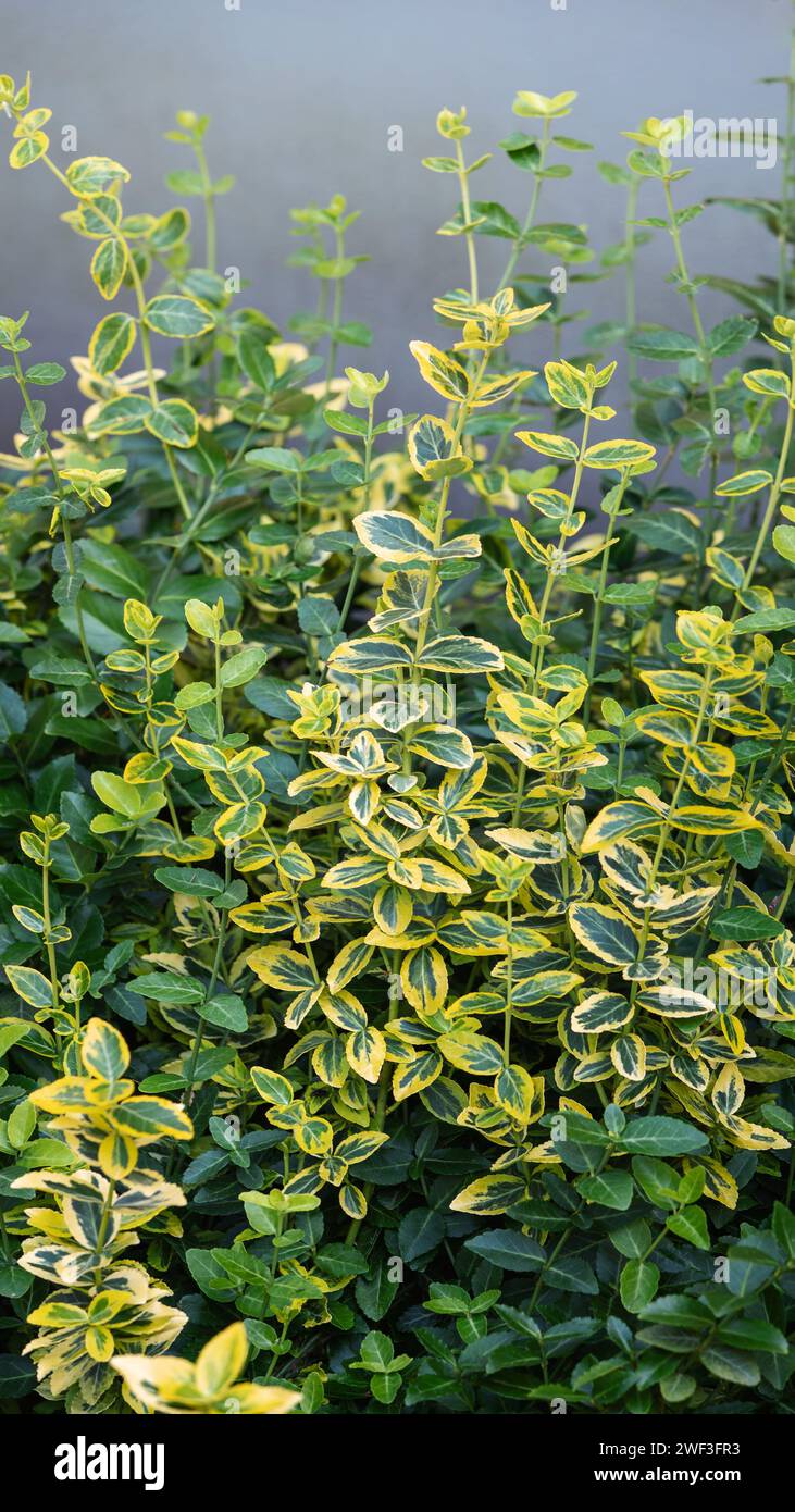 Yellow and green leaves of Euonymus fortunei Emerald n Gold or wintercreeper. Natural foliage background. Stock Photo