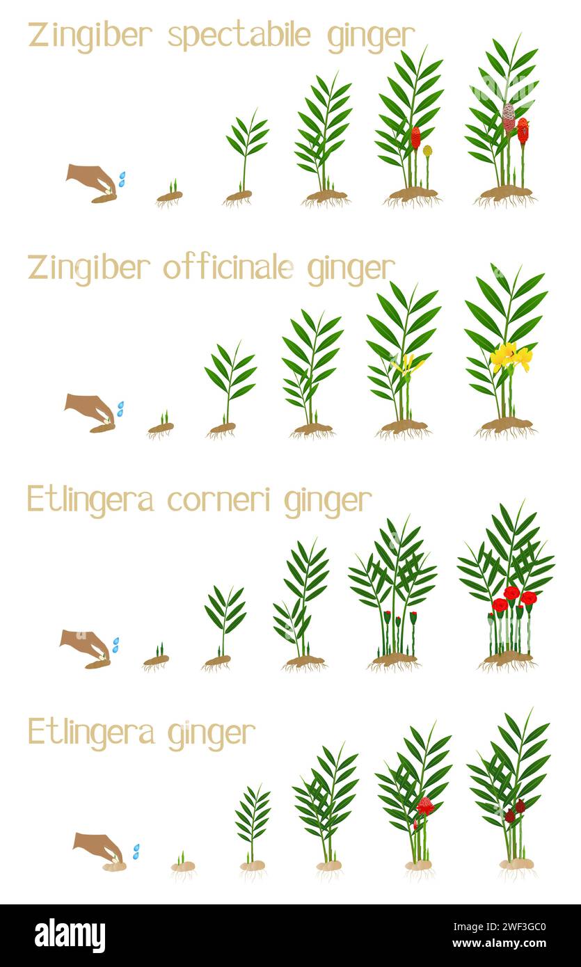 Set of growth cycles of ginger on a white background. Stock Vector