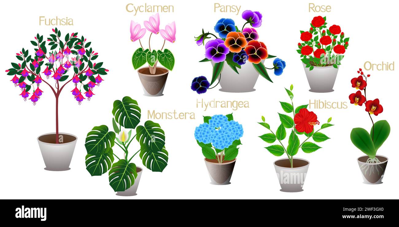Set of indoor plants on a white background Stock Vector Image & Art - Alamy