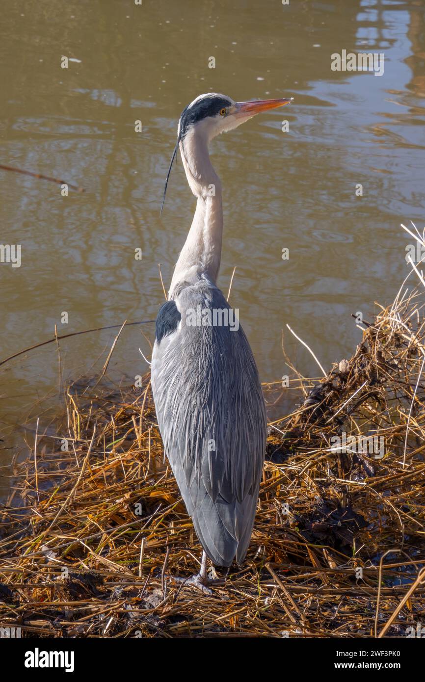 Close up of a gray heron standing tall near the water Stock Photo