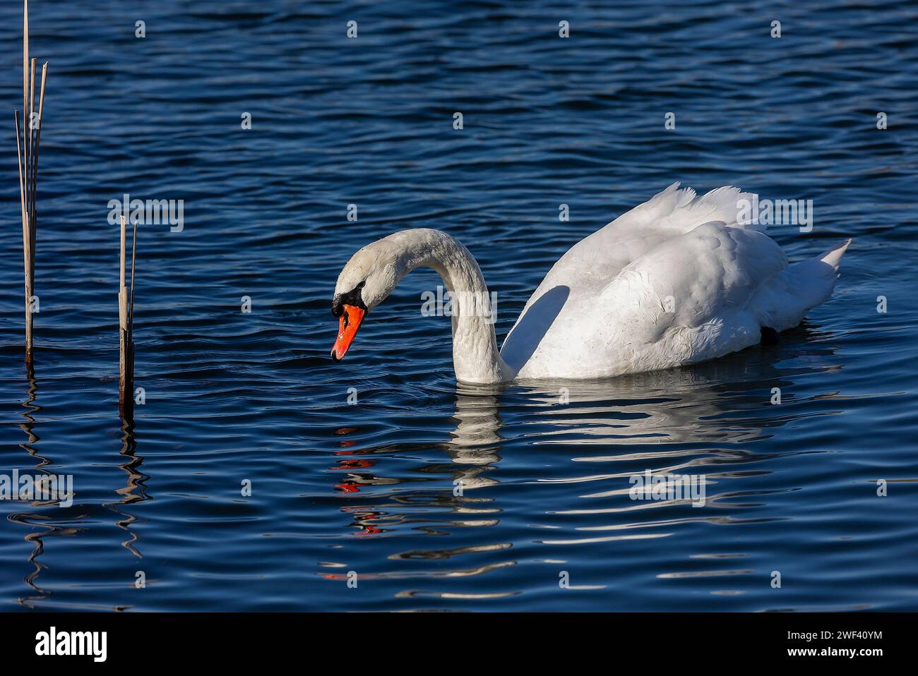 Osijek, Hrvatska. 28th Jan, 2024. A swan in a canal looking for food on ...