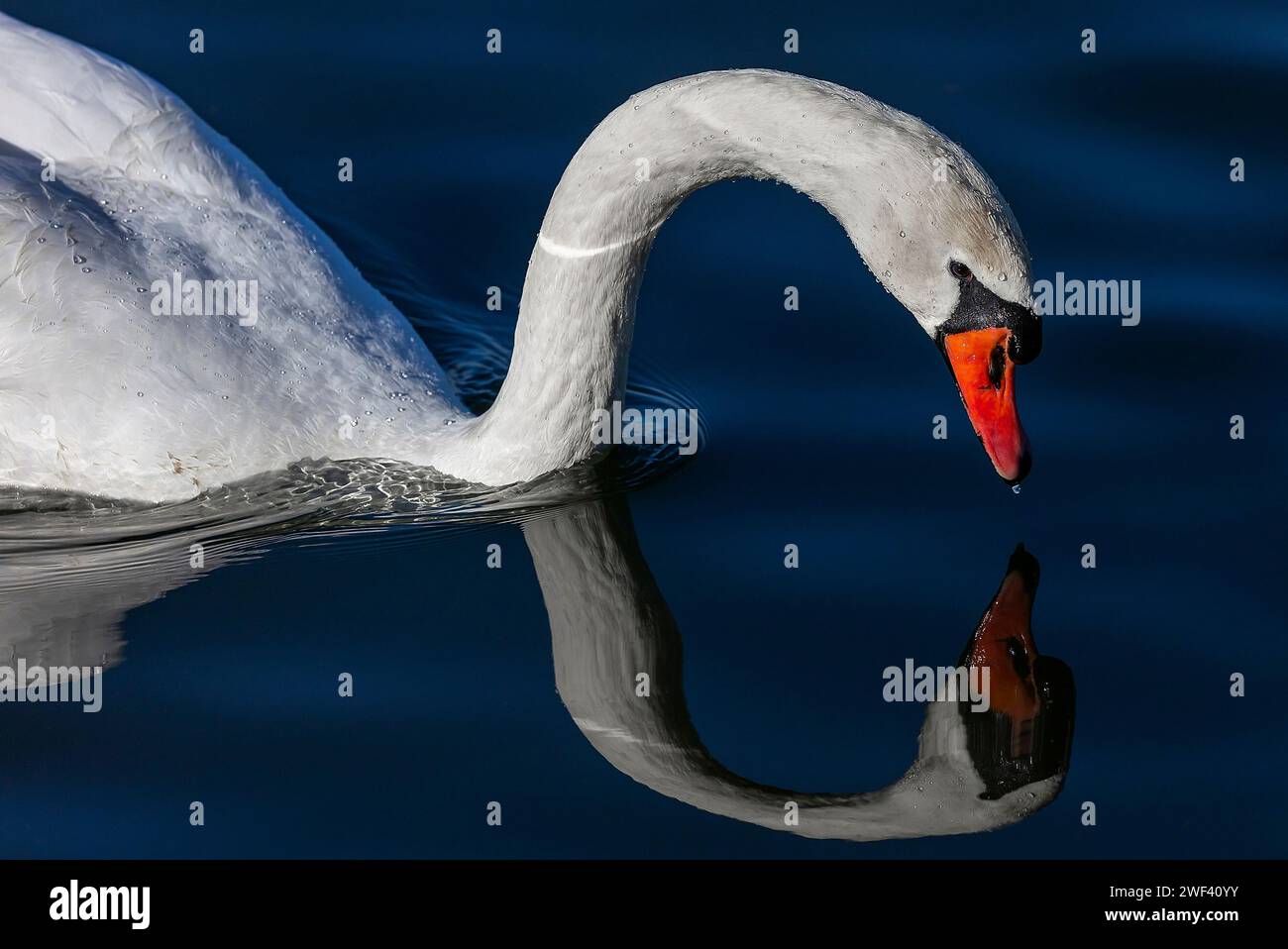 Osijek, Hrvatska. 28th Jan, 2024. A swan in a canal looking for food on ...