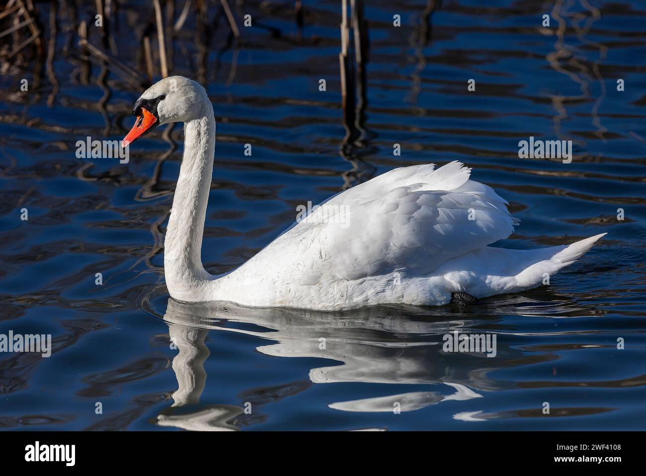 Osijek, Hrvatska. 28th Jan, 2024. A swan in a canal looking for food on ...
