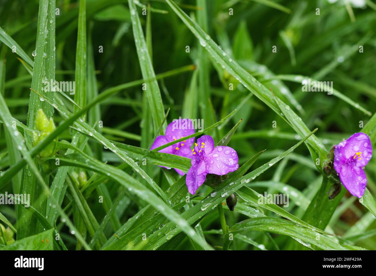 Violet spiderwort, Tradescantia virginiana close up. Blurred background Stock Photo