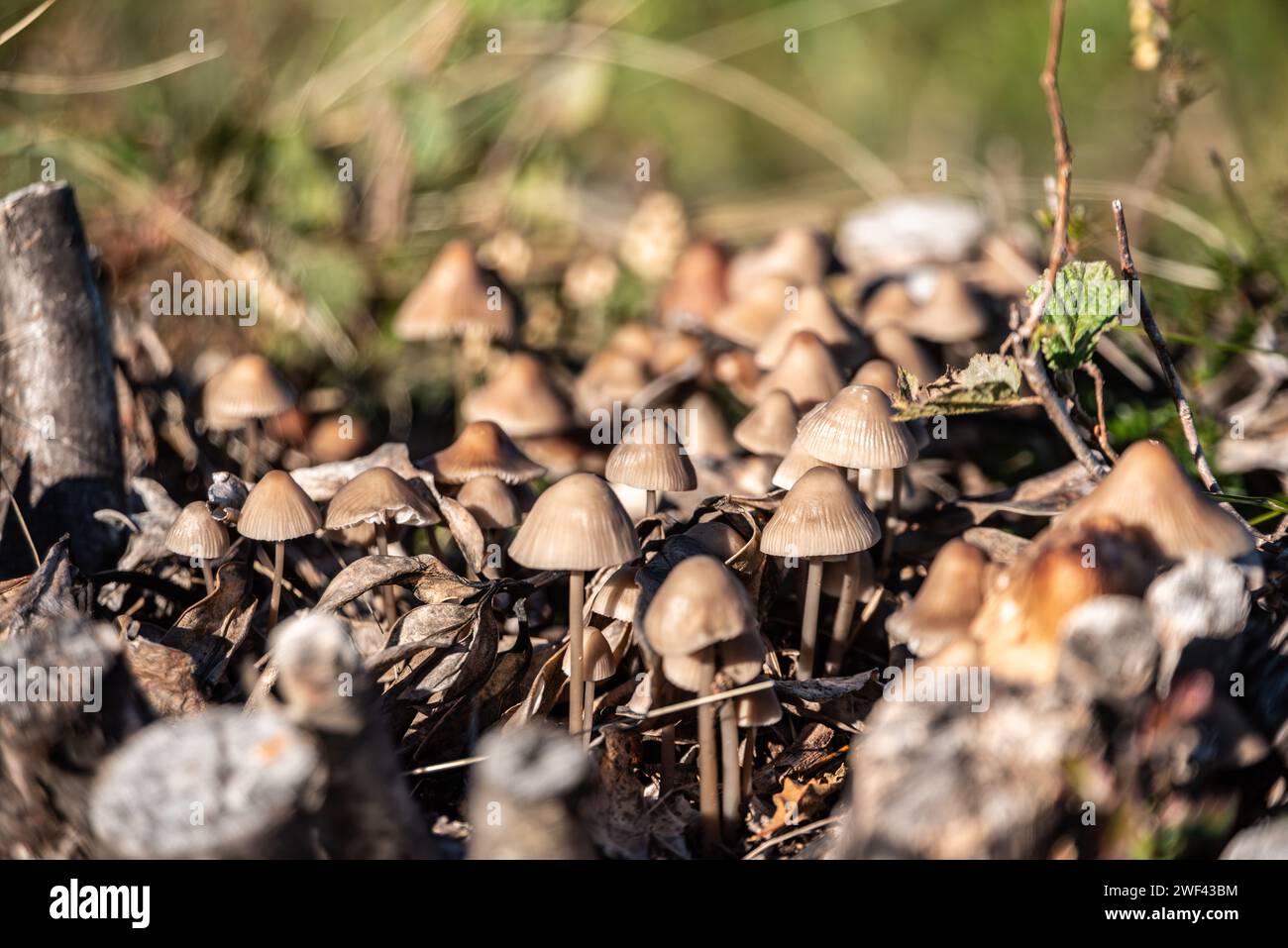 Wood mushrooms in the mountains at lake Como, Italy Stock Photo