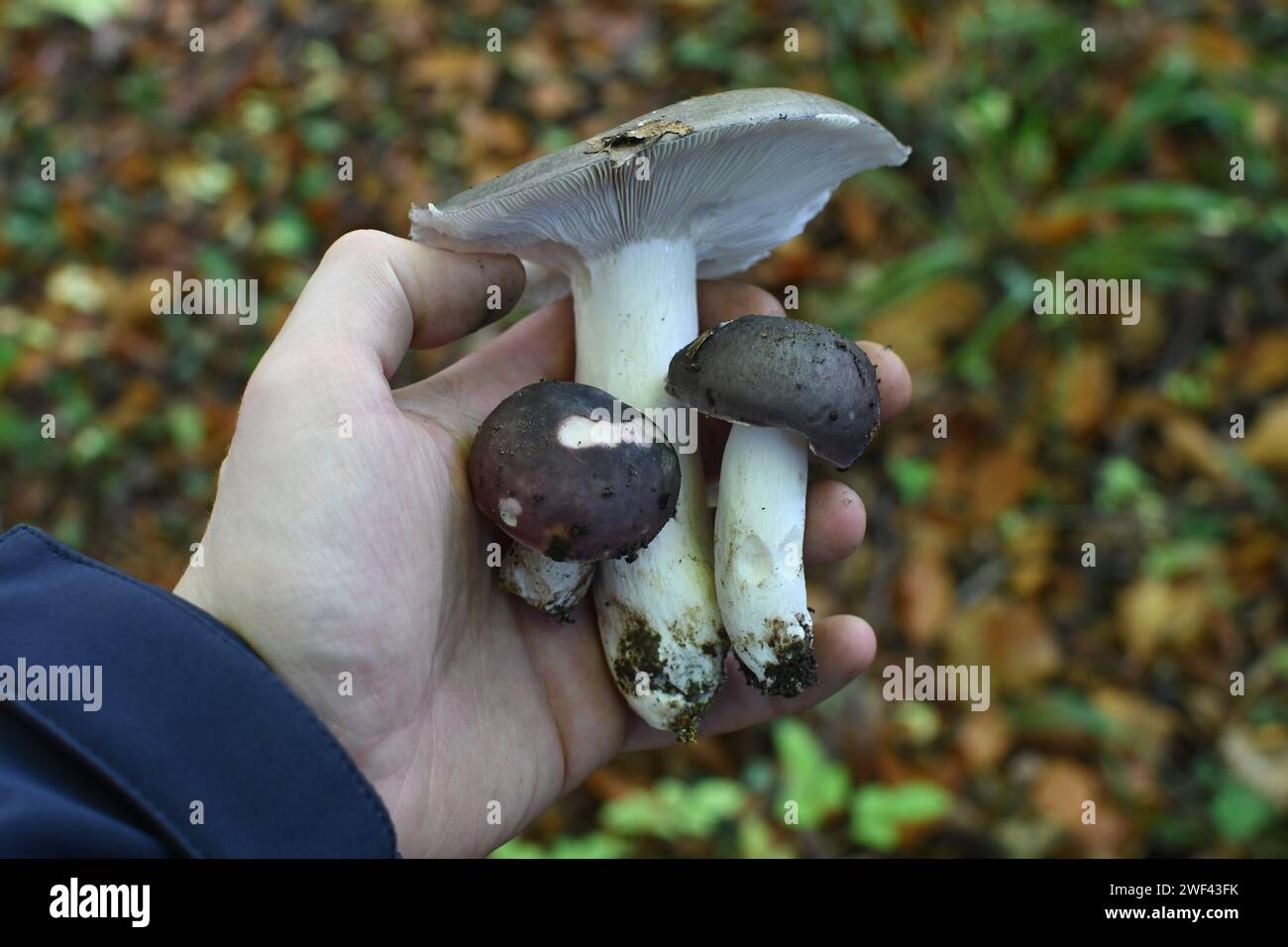 A nice bunch of carcoal burner mushrooms (Russula cyanoxantha) gathered in deciduous woodland in North East England Stock Photo