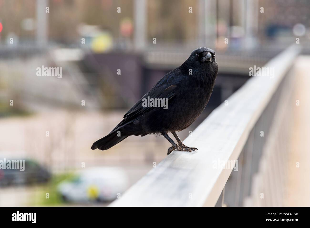 Eine Krähe auf einem Brückengeländer sitzend und auf Beute wartend *** A crow sitting on a bridge railing and waiting for prey Stock Photo