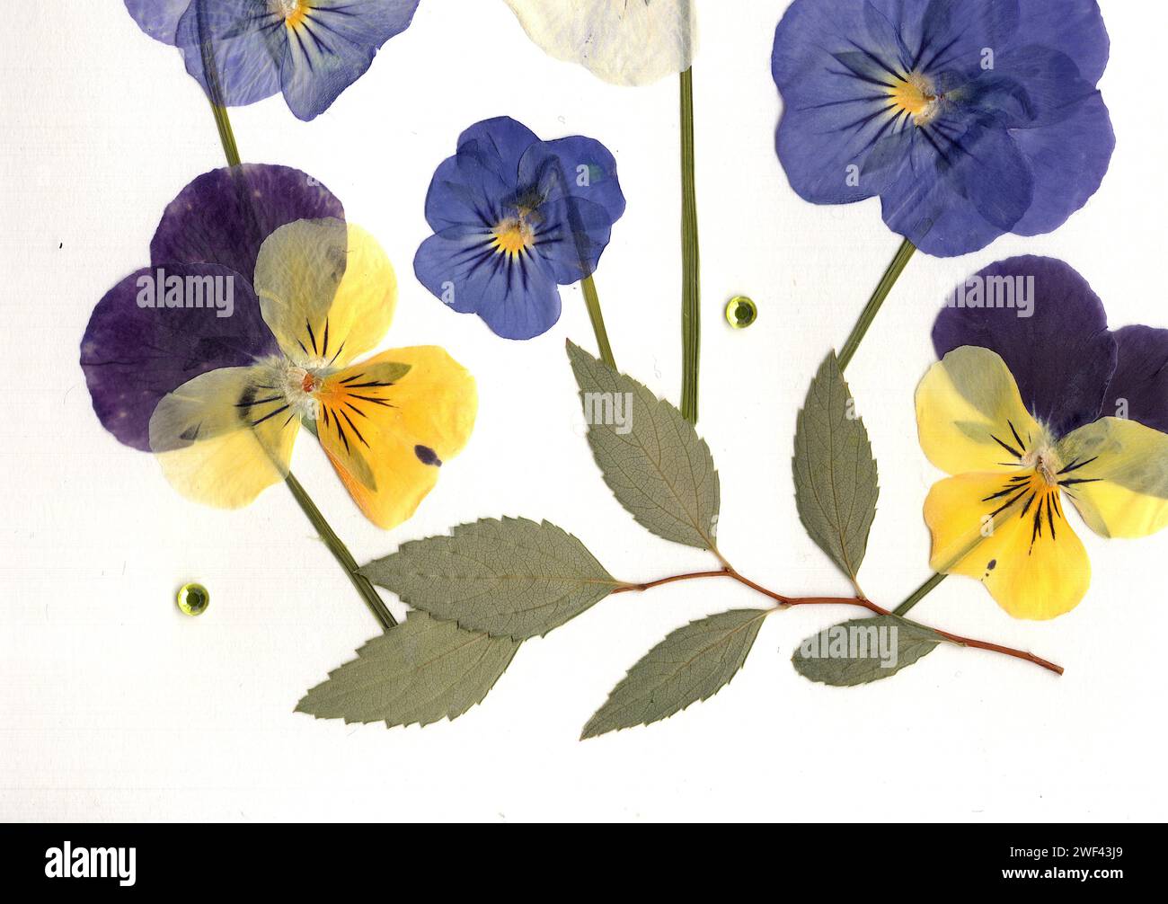 Pressed flowers england hi-res stock photography and images - Alamy