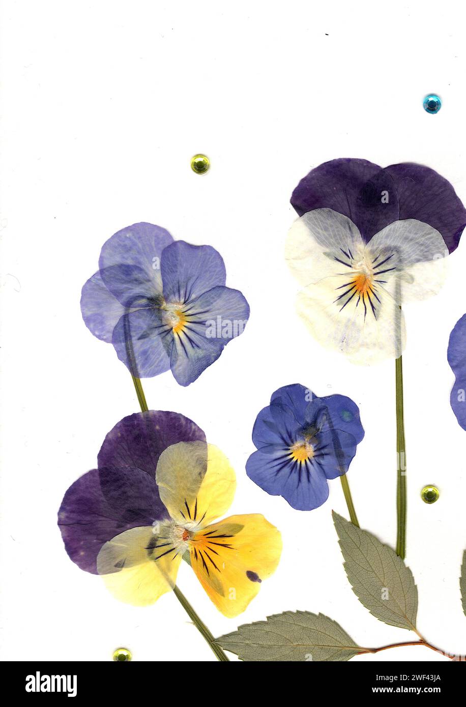 Pressed flowers victorian hi-res stock photography and images - Alamy