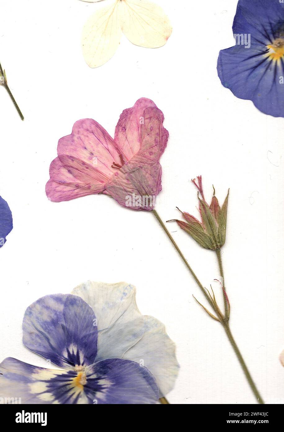 Pressed flowers victorian hi-res stock photography and images - Alamy