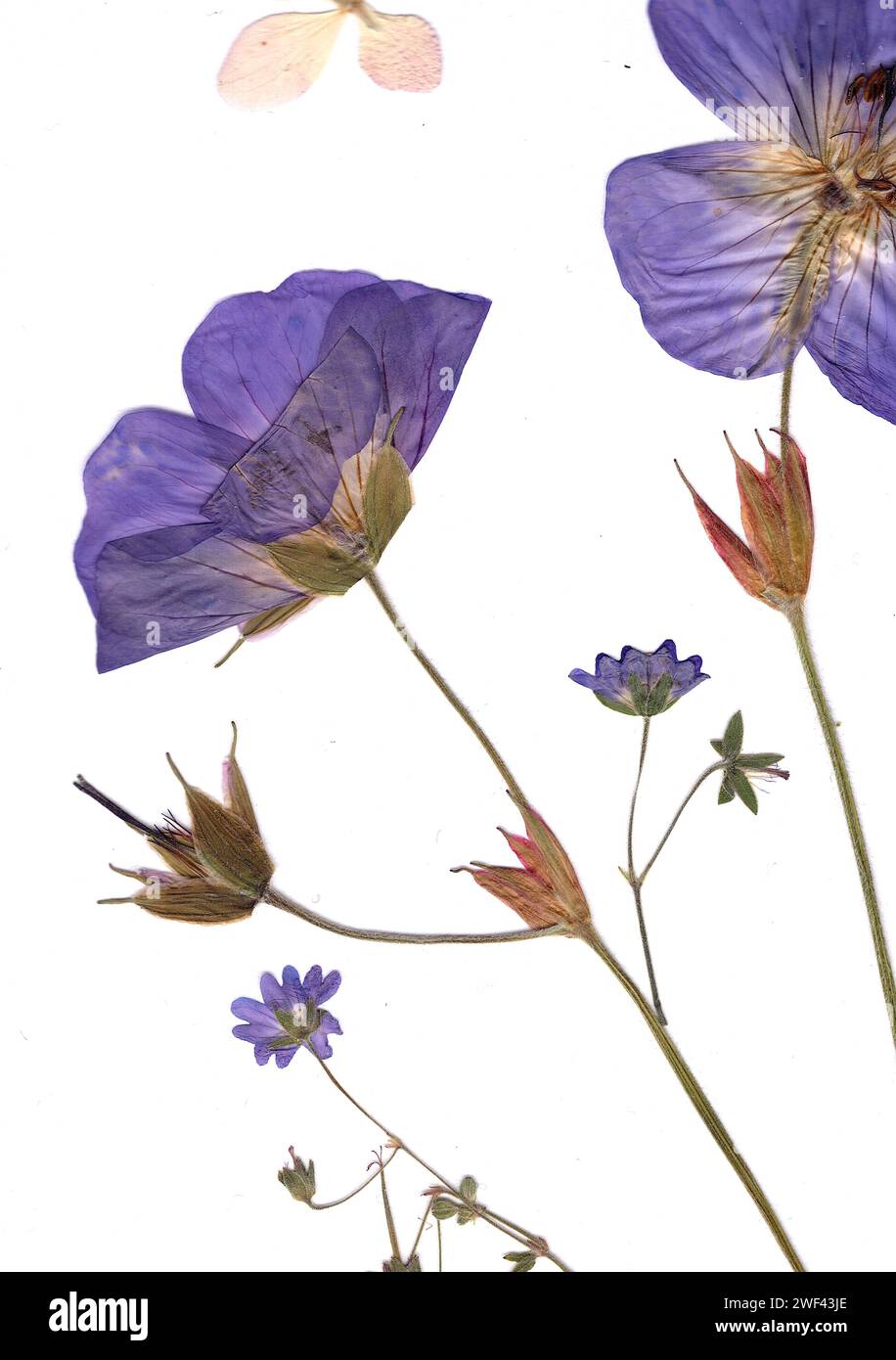 Pressed flowers victorian hi-res stock photography and images - Alamy