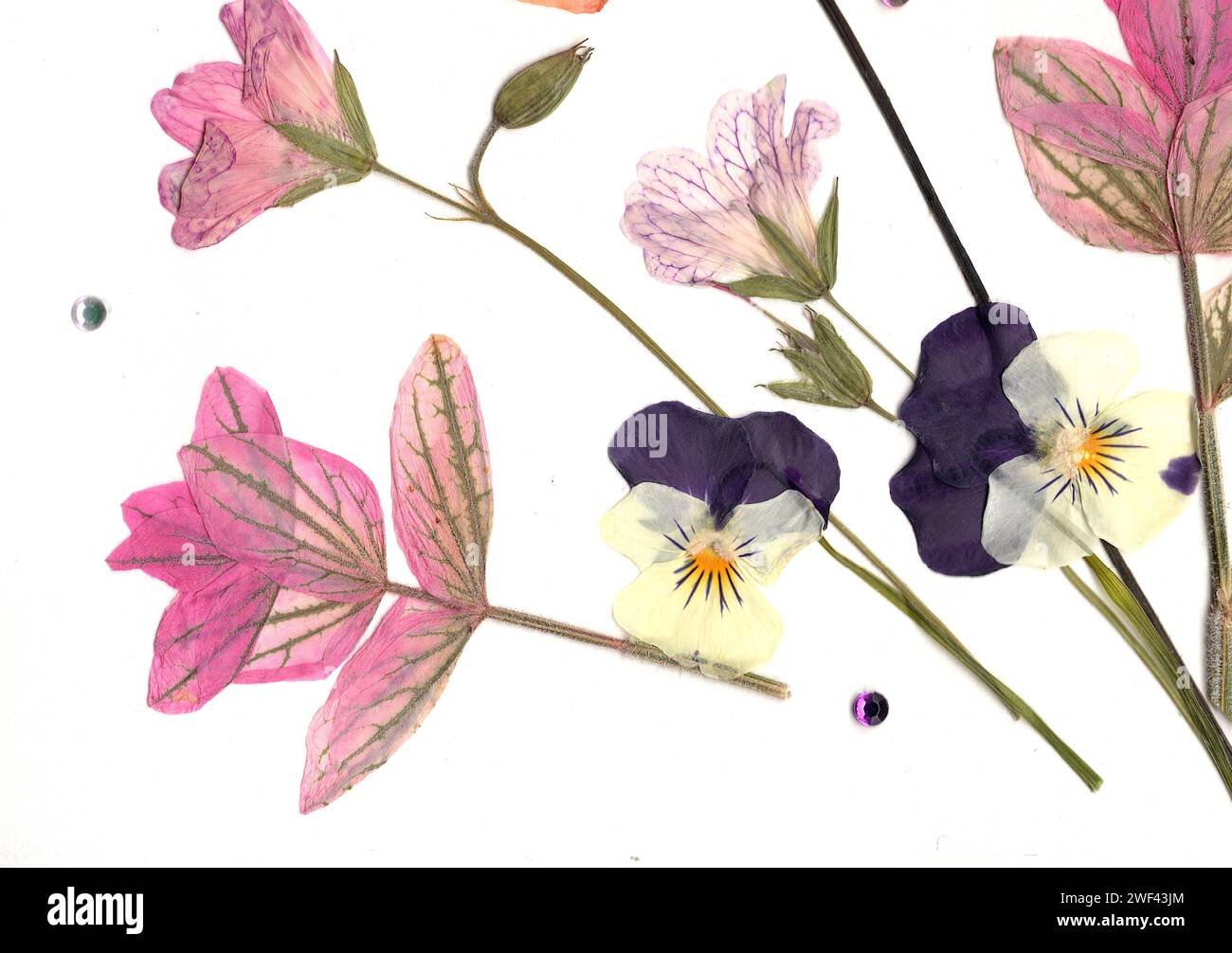 Pressed flowers england hi-res stock photography and images - Alamy