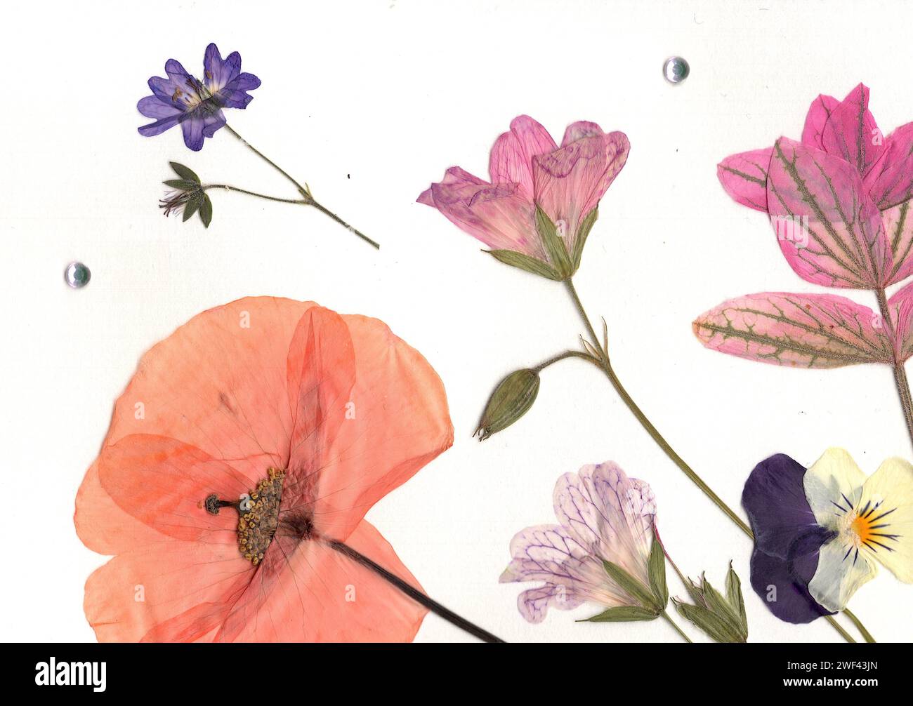 Pressed flowers victorian hi-res stock photography and images - Alamy