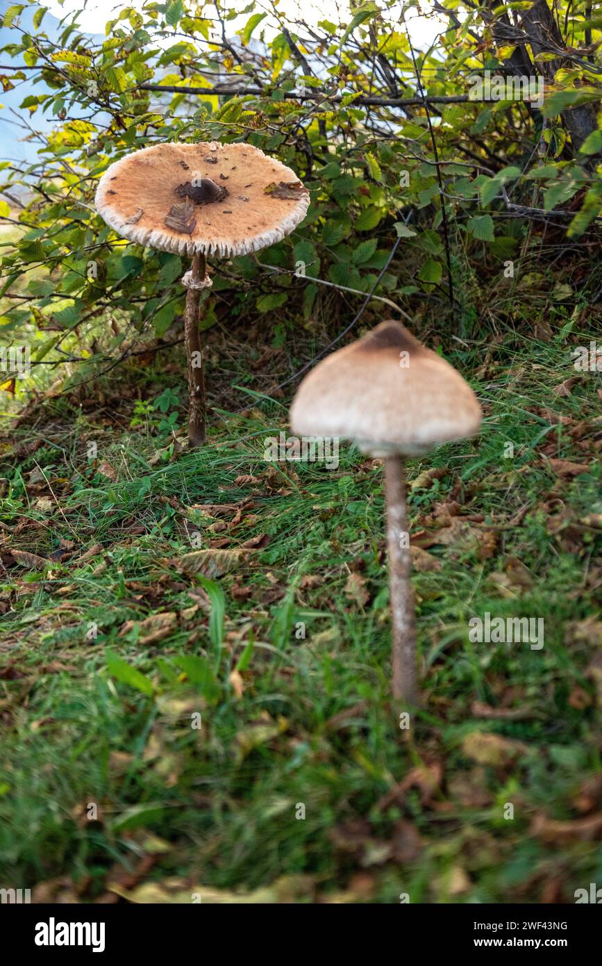 Giant mushrooms in the mountains at lake Como, Italy Stock Photo