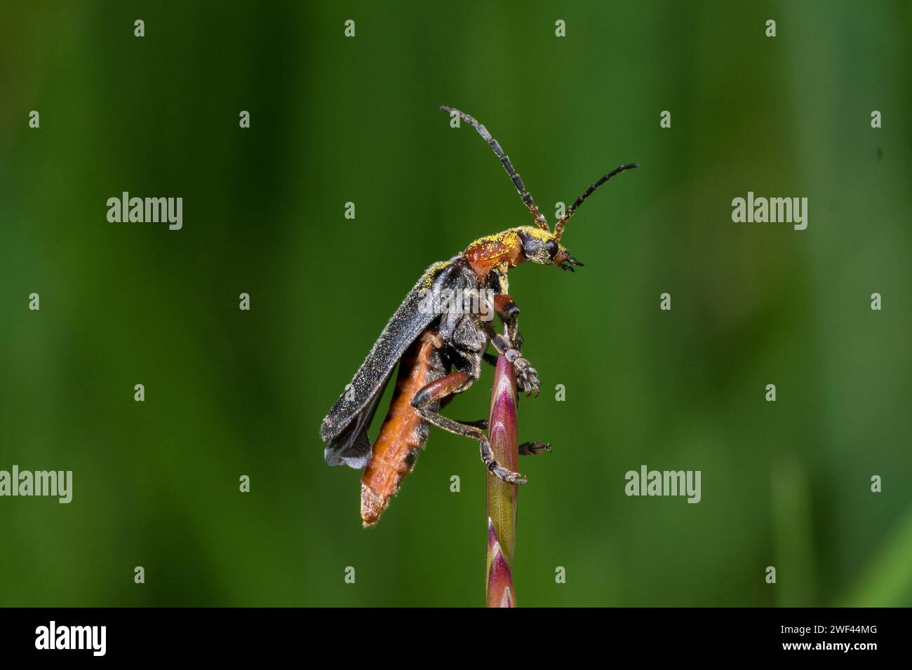 A soldier beetle (Cantharis rustica) appears to scout its surroundings from its perch atop a grass stalk. Barnes Park, Sunderland, UK Stock Photo
