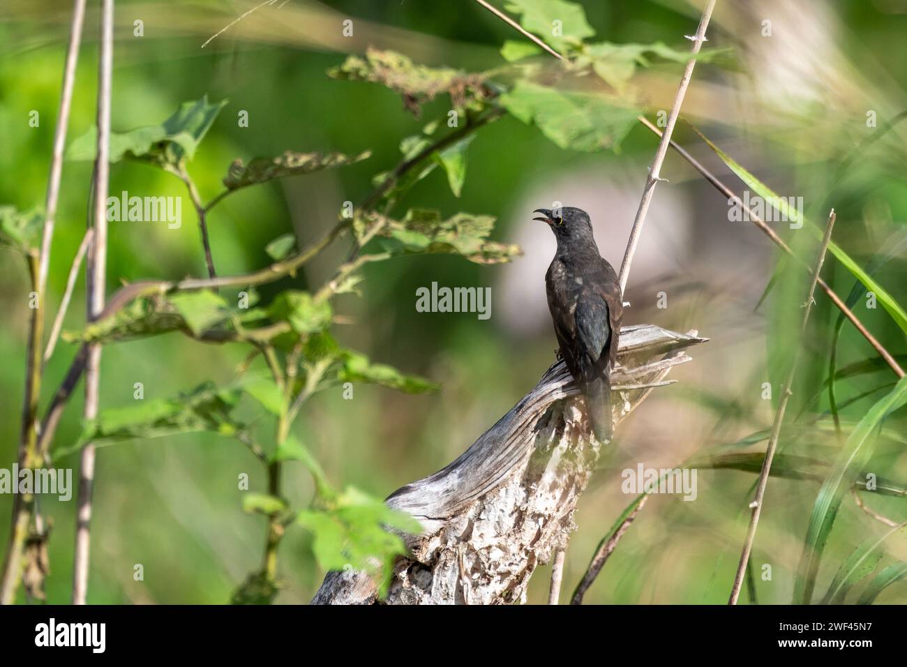 Brush Cuckoo or Cacomantis variolosus seen in Nimbokrang in West Papua,Indonesia Stock Photo