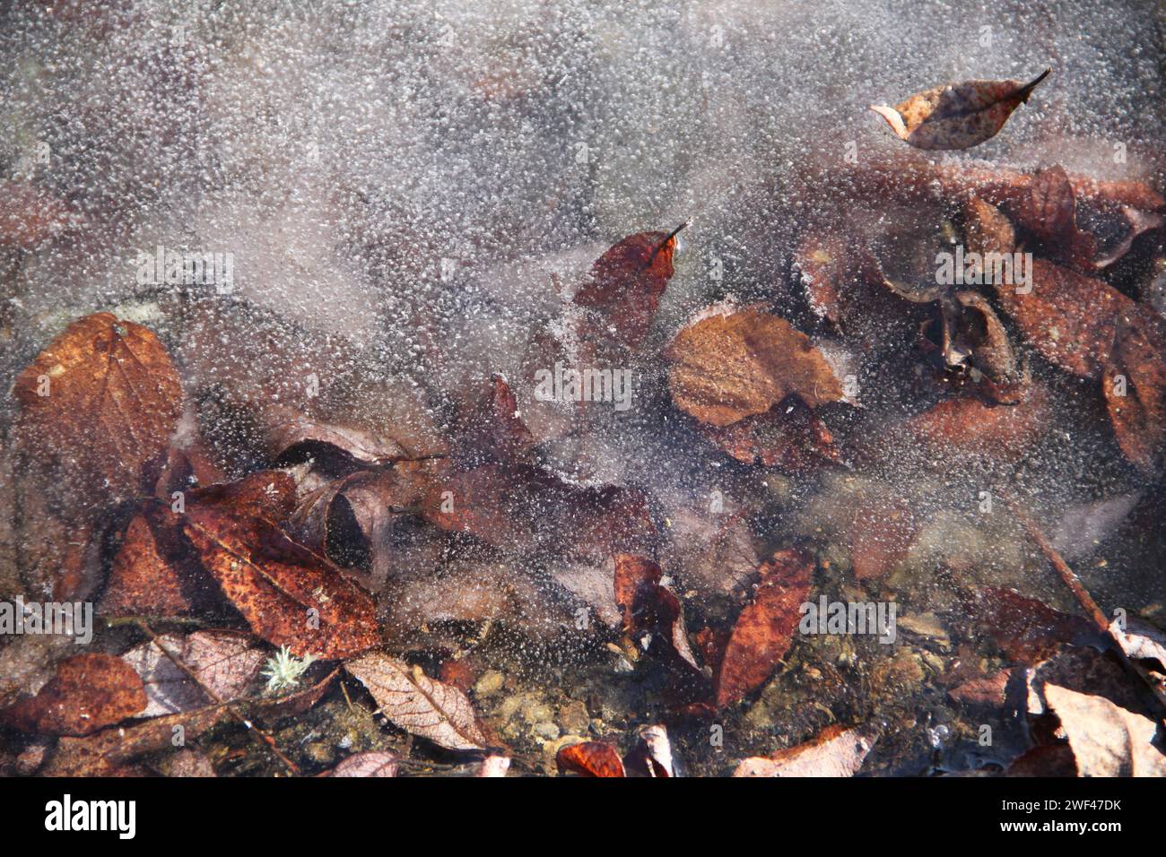 Autumn leaves under the ice of a pond Stock Photo