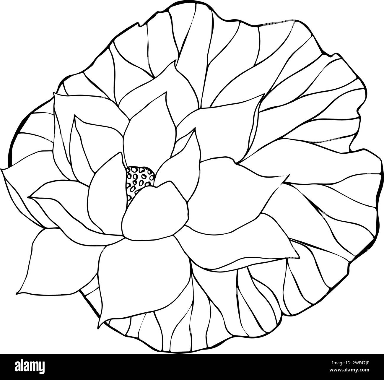 Lotus flowers, leaves and buds black line art. Botanical hand drawn ...