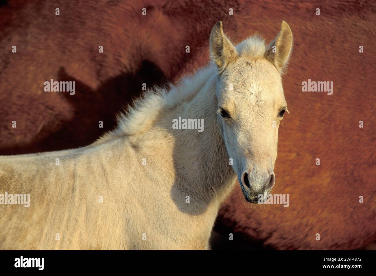 Ears pricked white foal, blonde, staring, looking alert Stock Photo