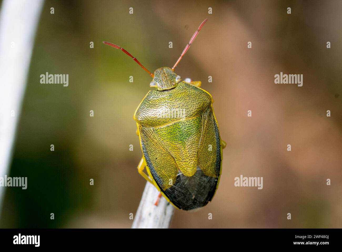 A beautifully coloured gorse shieldbug (Piezodorus lituratus) perches at the end of a twig, perhaps about to take flight. Tunstall, Sunderland, UK Stock Photo