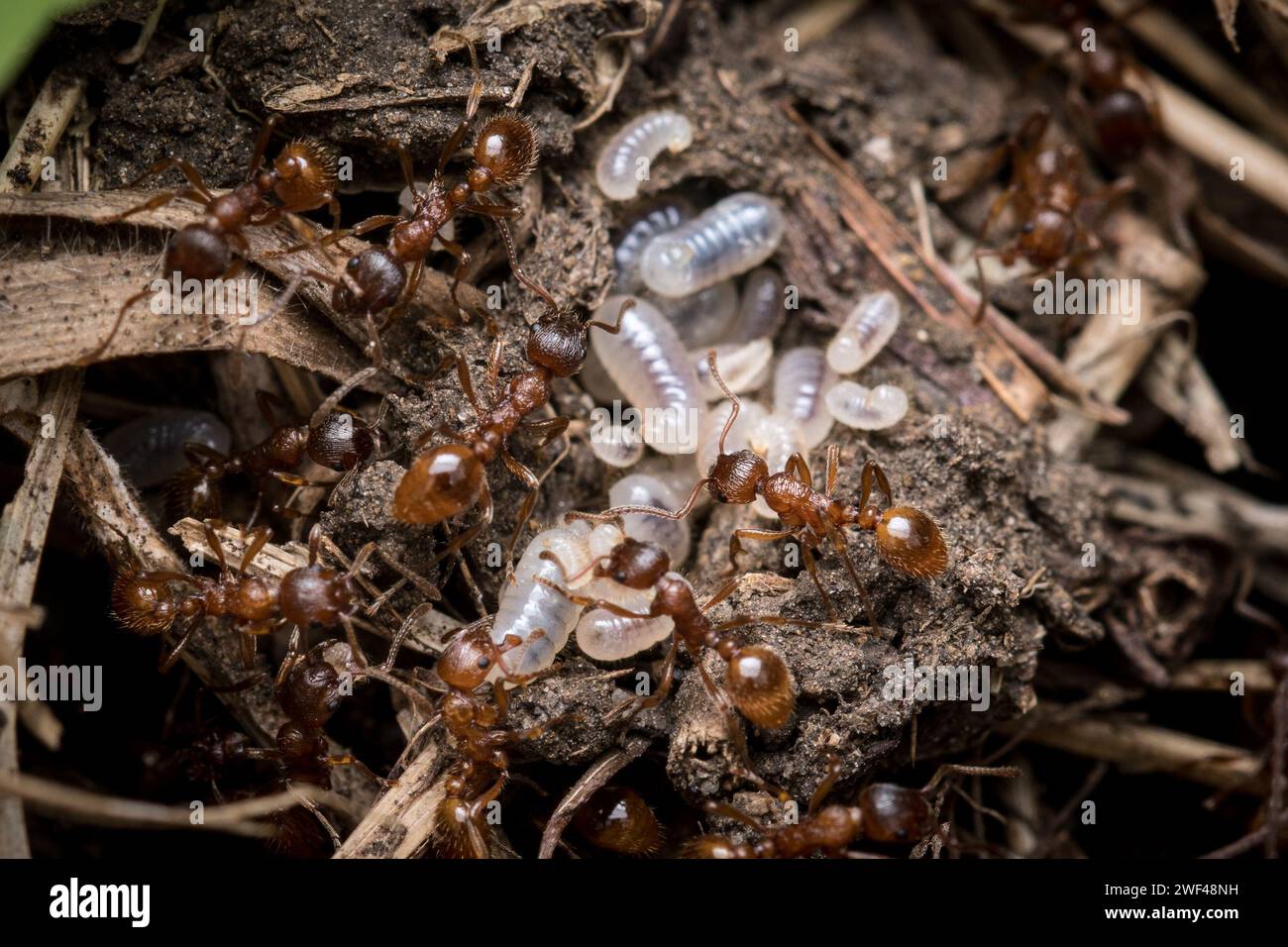 Ants looking after grubs hires stock photography and images Alamy