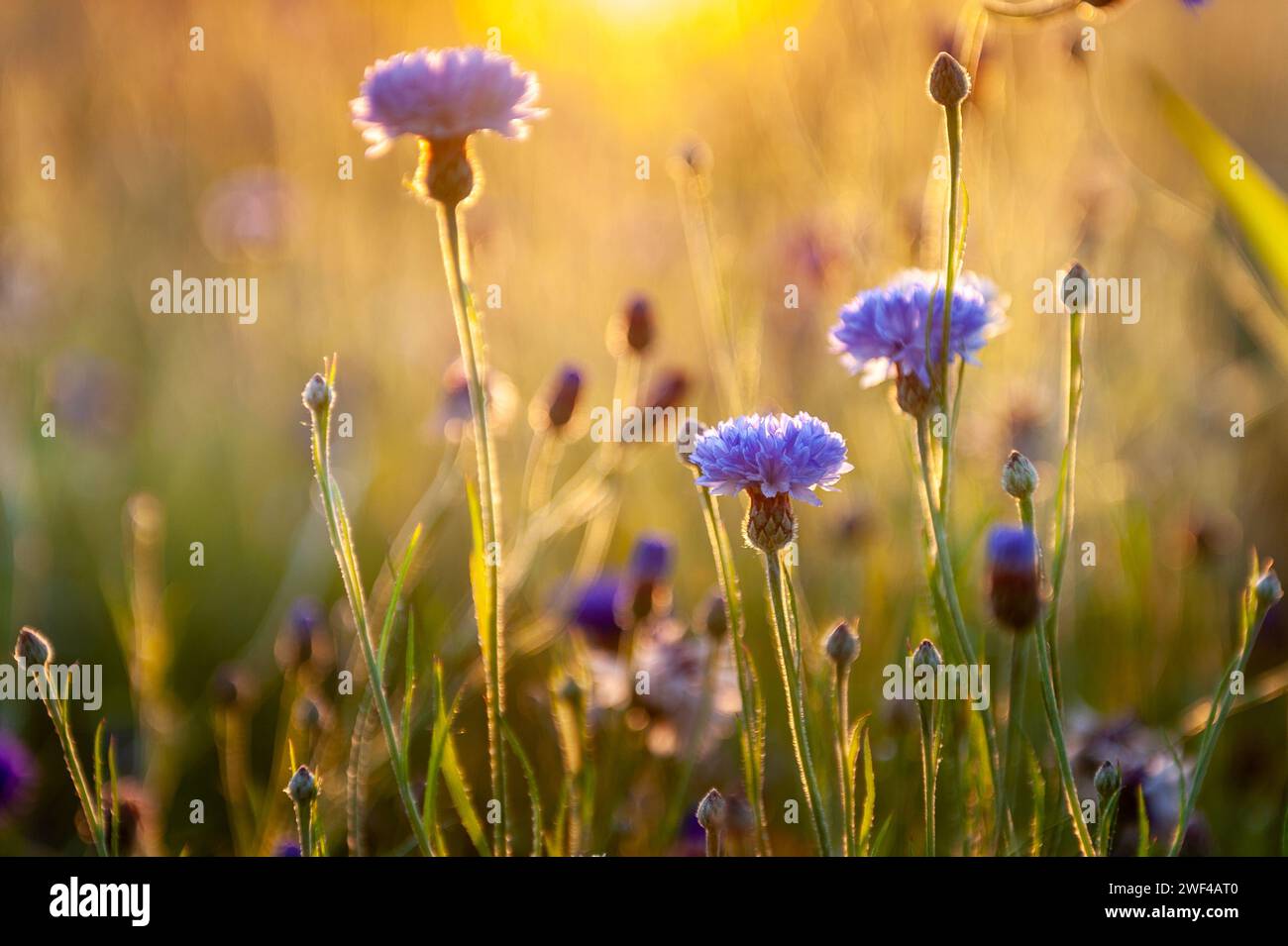 Wildflowers field landscape sun rays hi-res stock photography and ...