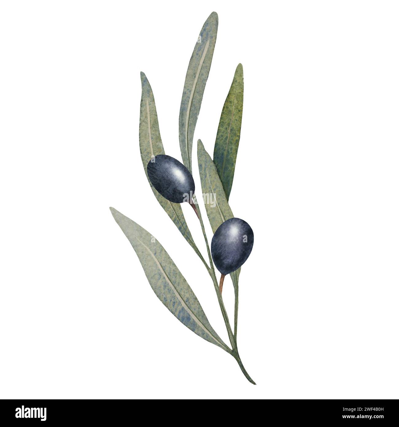 Watercolor olive tree branch with leaves and Black olives fruit ...