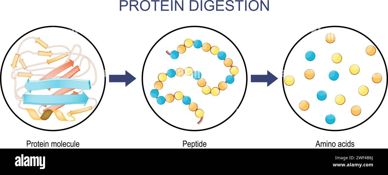 Protein Digestion. Enzymes proteases and peptidases are digestion breaks the protein into smaller peptide chains and into single amino acids, which ar Stock Vector