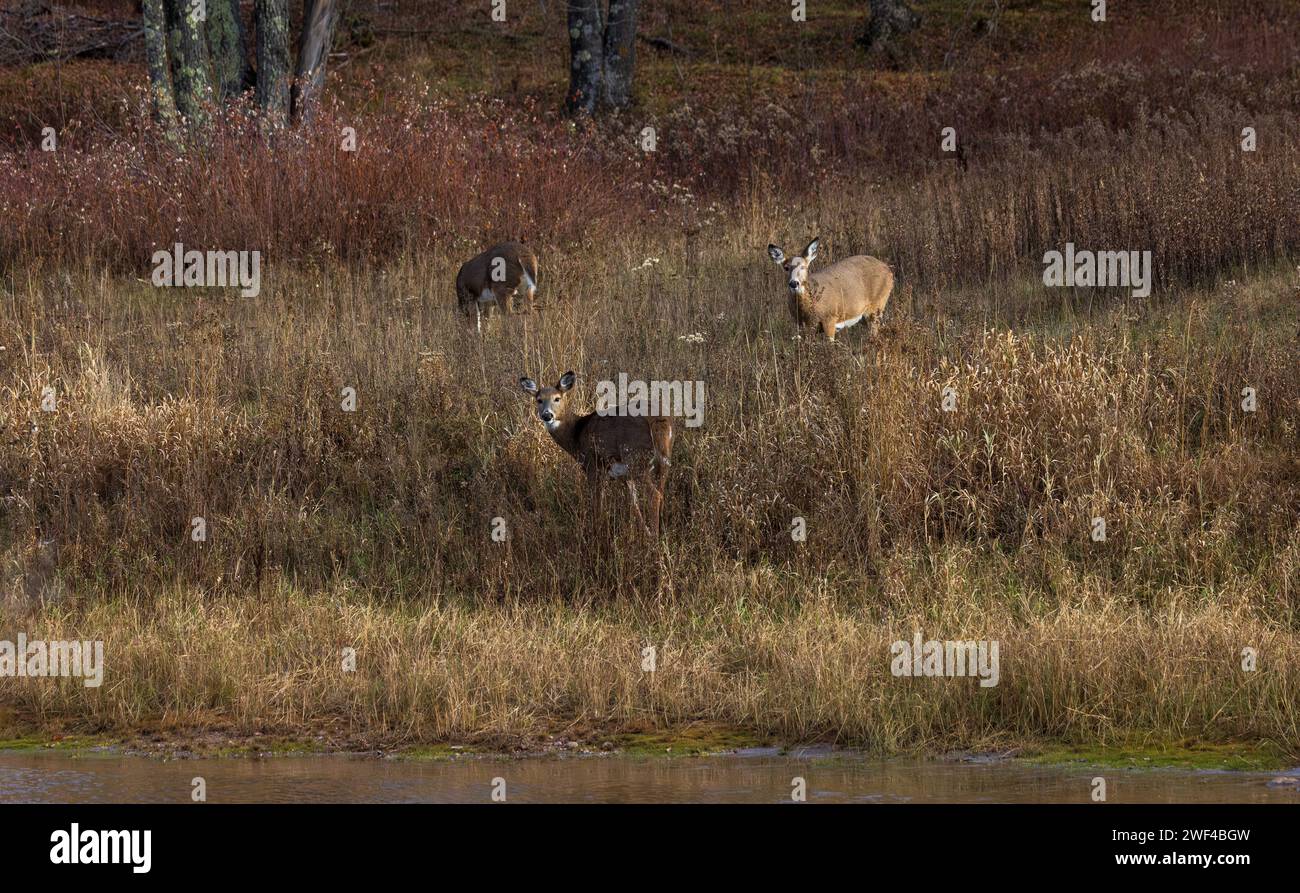White-tailed deer on a Novermber afternoon in northern Wisconsin. Stock Photo