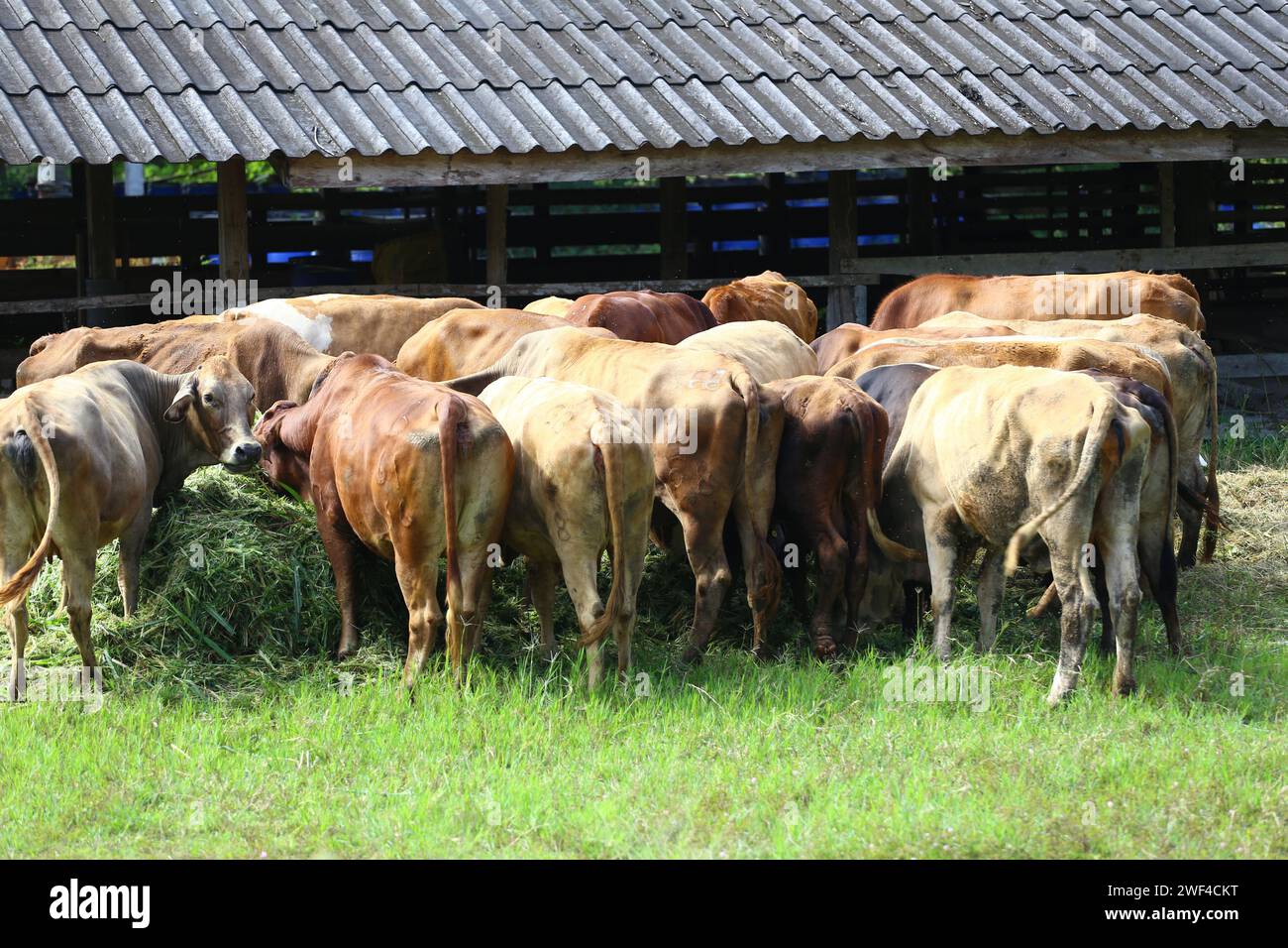 Cows are eating food in an animal farm, herd of cows is eating grass. Stock Photo