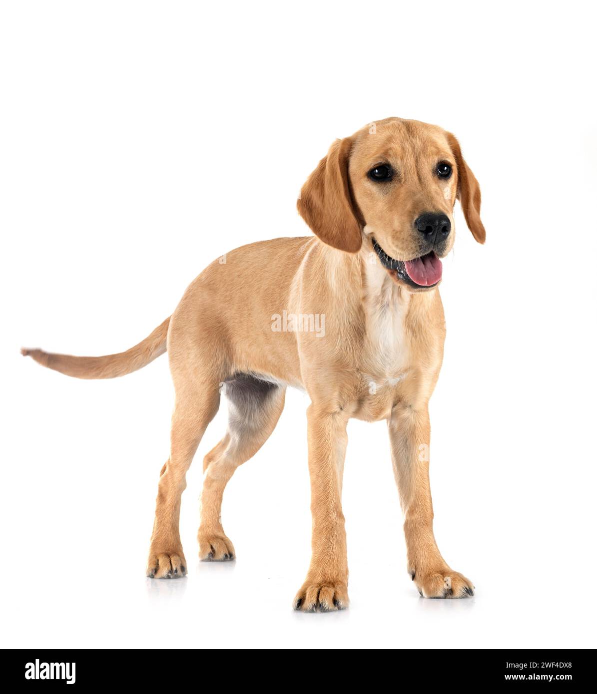 puppy labrador retriever in front of white background Stock Photo