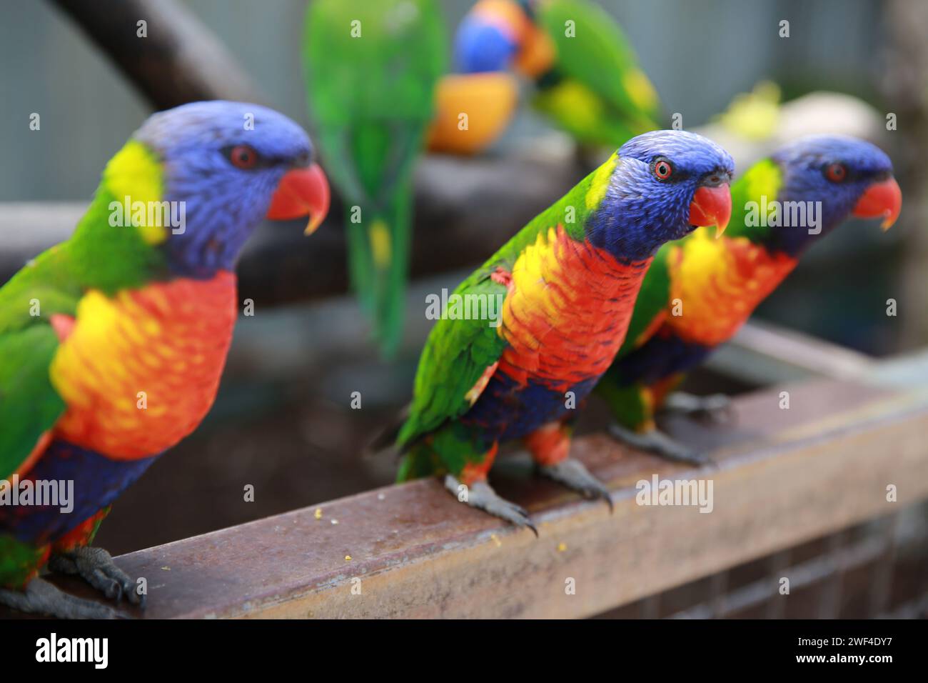 Rainbow Lorikeets, Australia Stock Photo
