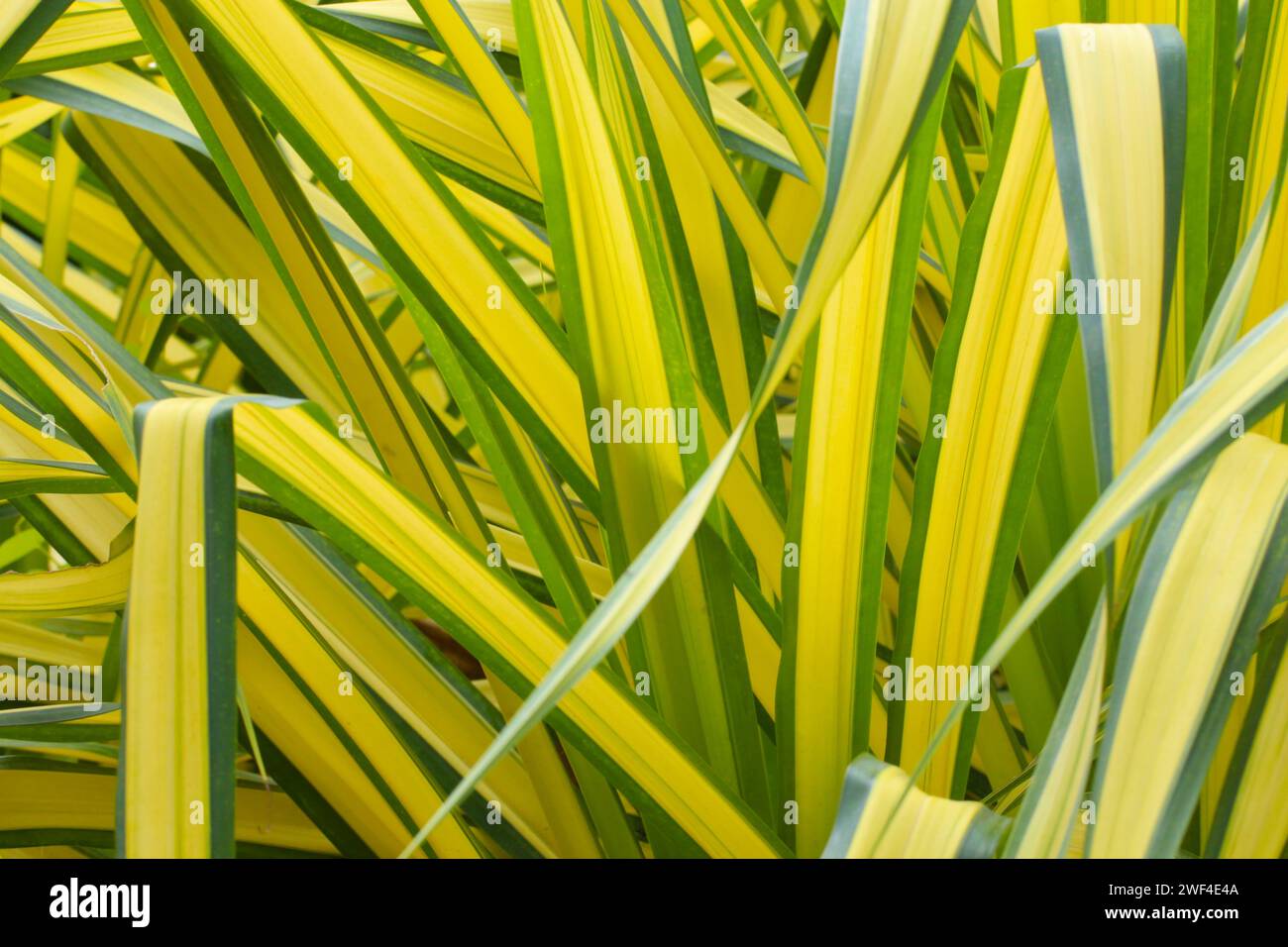Blue Screw Pine or White Striped Pandanus in the garden, Photography as a natural background for your event backdrop design. Stock Photo