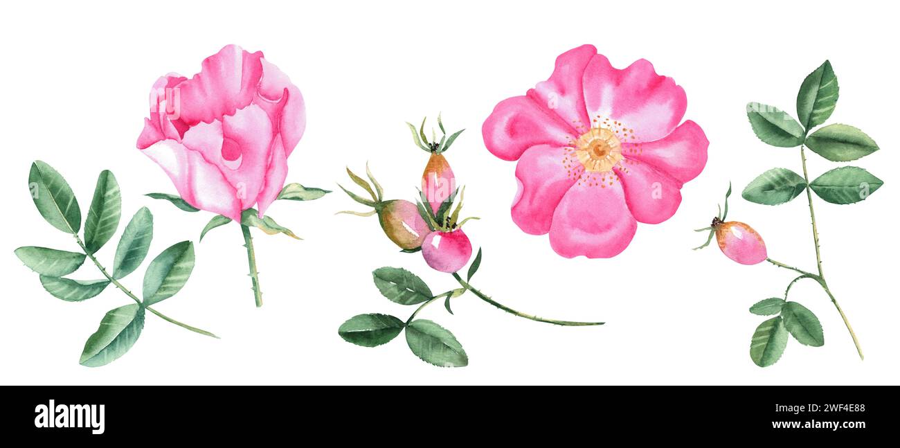 Watercolor set of dog rose flowers, leaves and berries isolated on ...