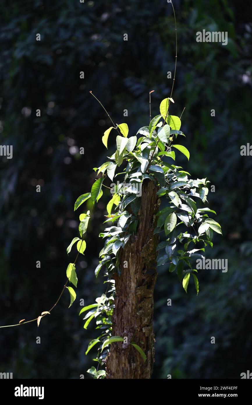 A tree in the forest that can be used to make medicine and cook in local Thailand is called Phak-Tiu, Cratoxylum formosum tree in the tropical forest. Stock Photo