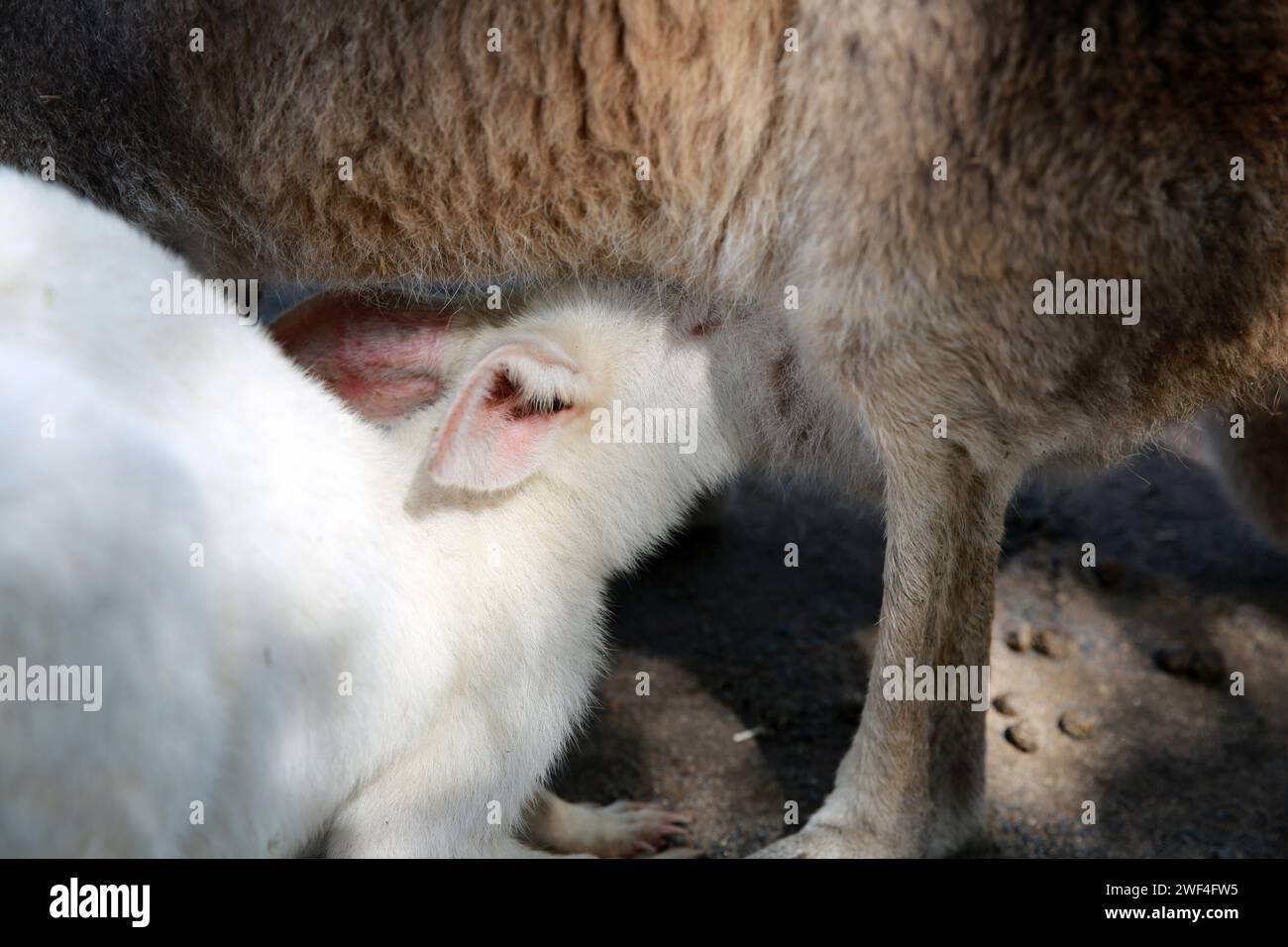 Kangaroo mum feeding her baby albino, , Australia Stock Photo