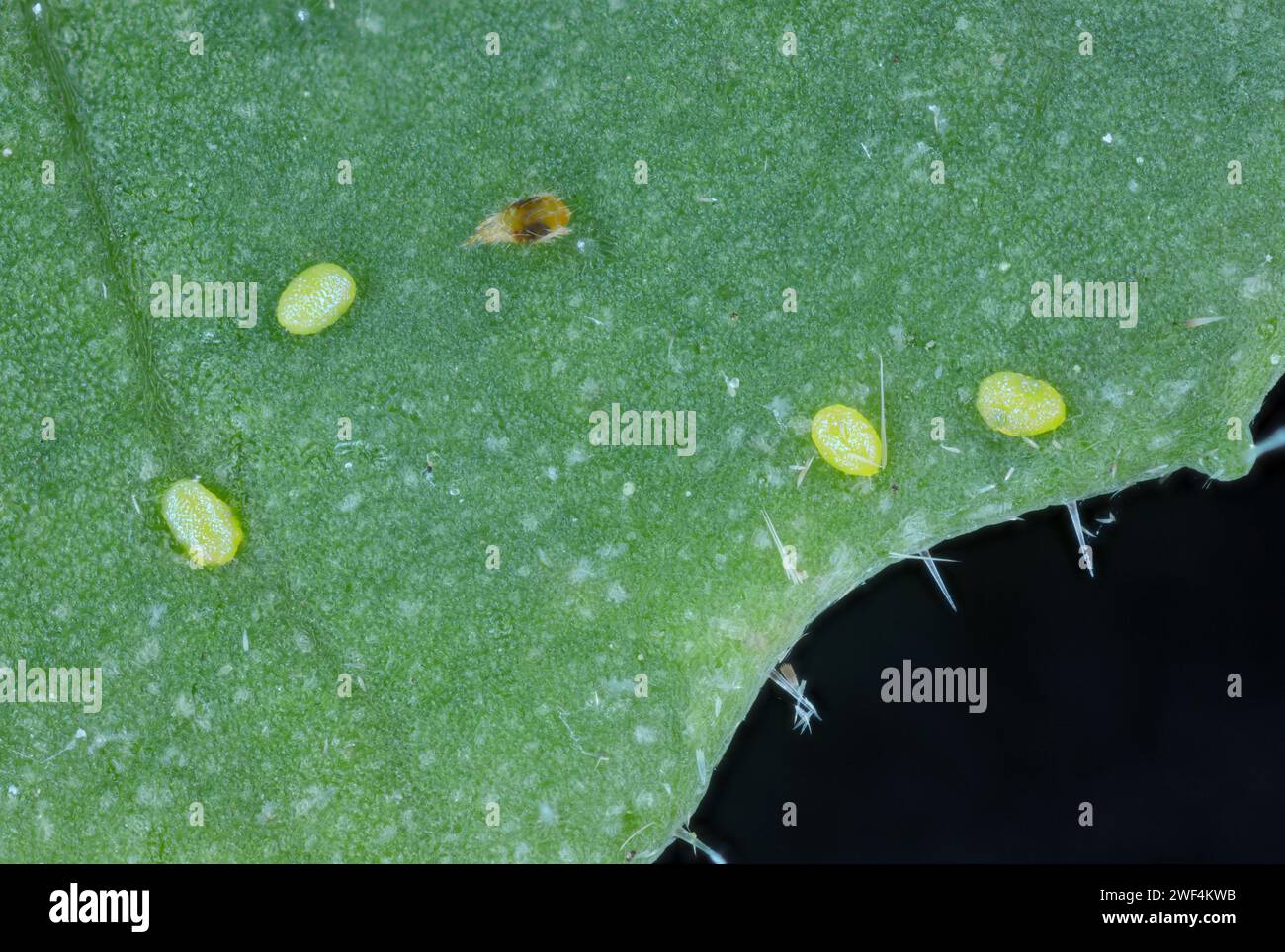Eggs of the diamondback moth (Plutella xylostella), sometimes called the cabbage moth on a rapeseed leaf. Also visible red spider mite (Tetranychus) Stock Photo