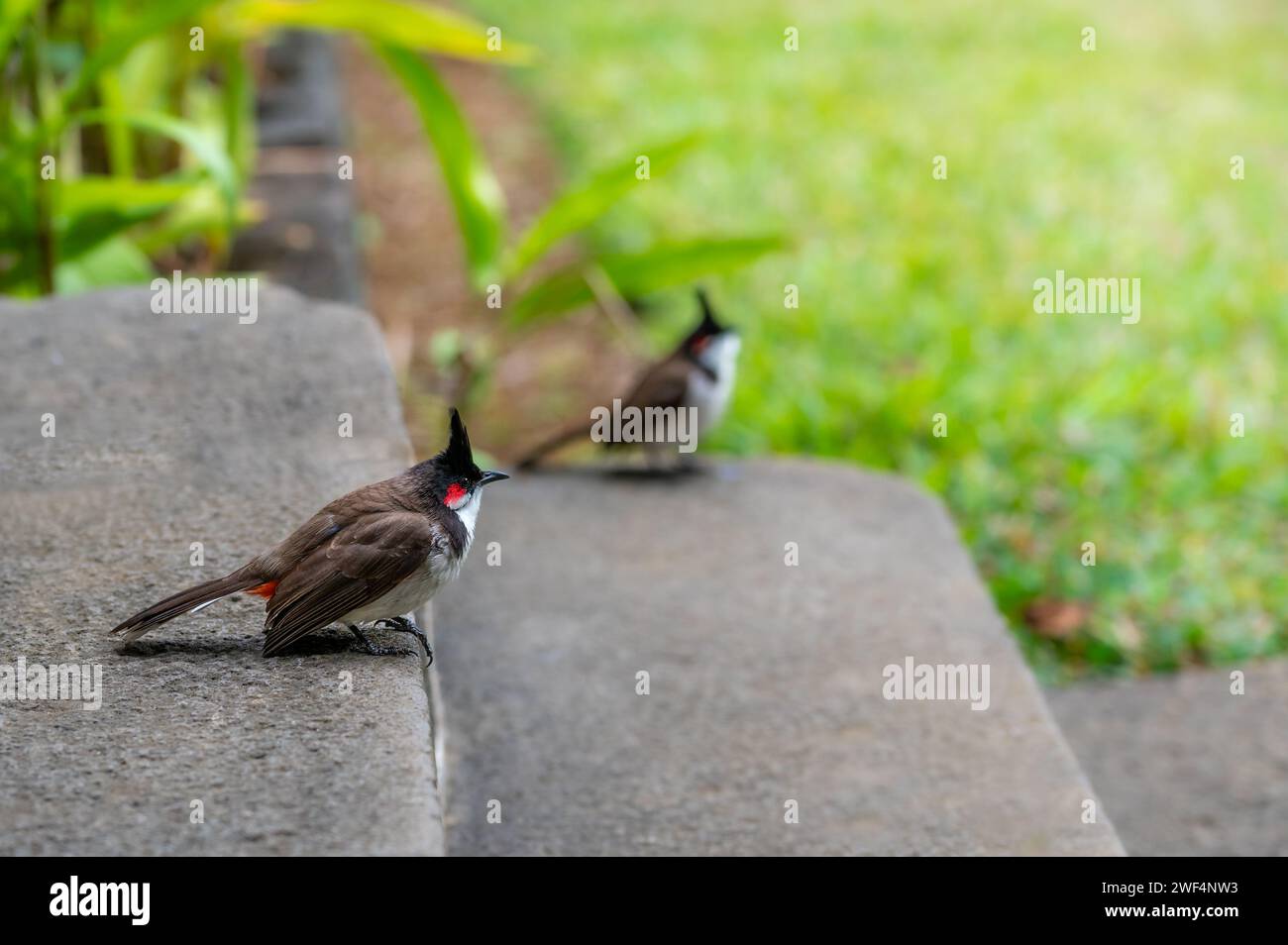 Red-whiskered bulbul bird, pycnonotus jocosus, perched on steps, Mauritius, East Africa Stock Photo