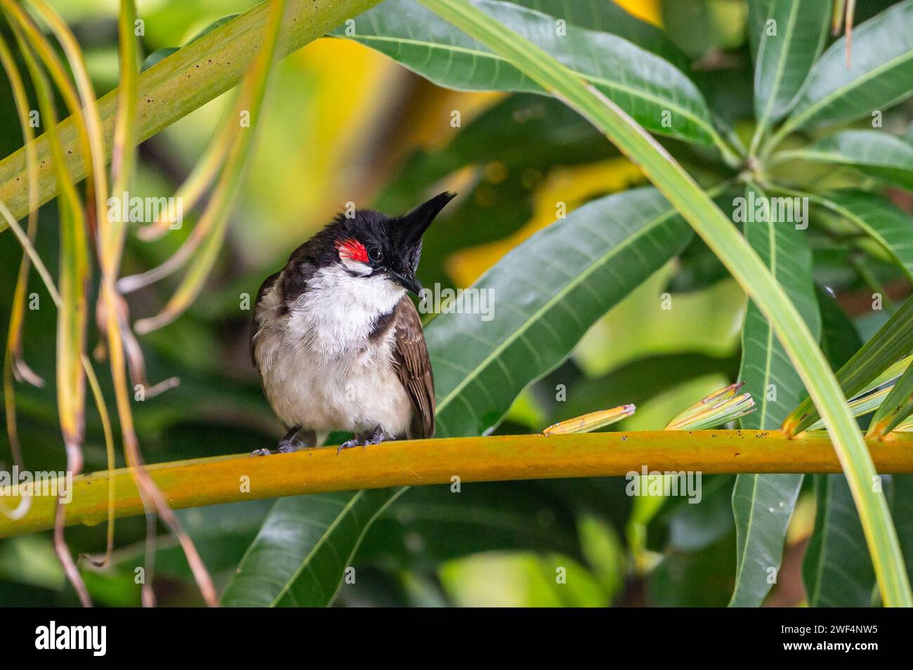 Red-whiskered bulbul bird, pycnonotus jocosus, perched on tropical branch stem, Mauritius, East Africa Stock Photo