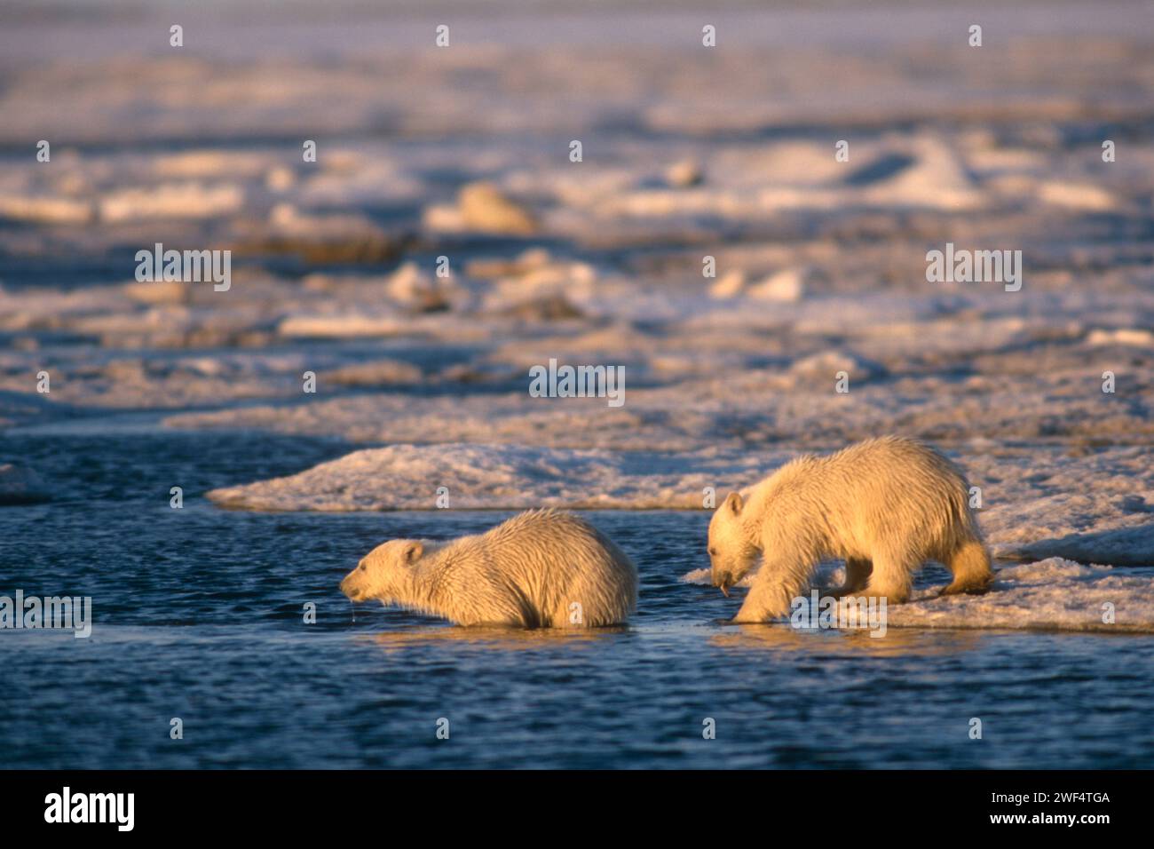 polar bear, Ursus maritimus, cubs in slushy pack ice, 1002 coastal ...