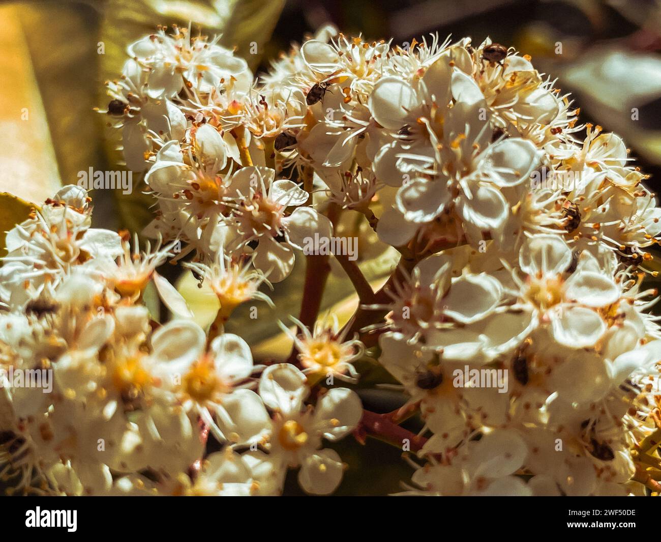 beautiful macro shot of photinia glabra tiny white flowers Stock Photo