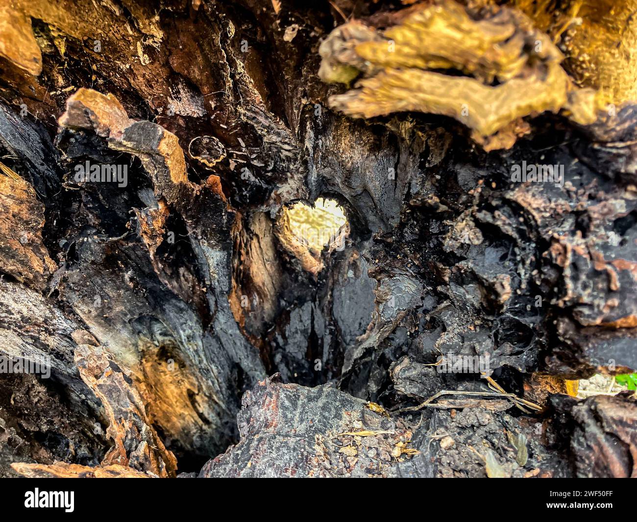 naturally formed heart shape inside a tree trunk Stock Photo