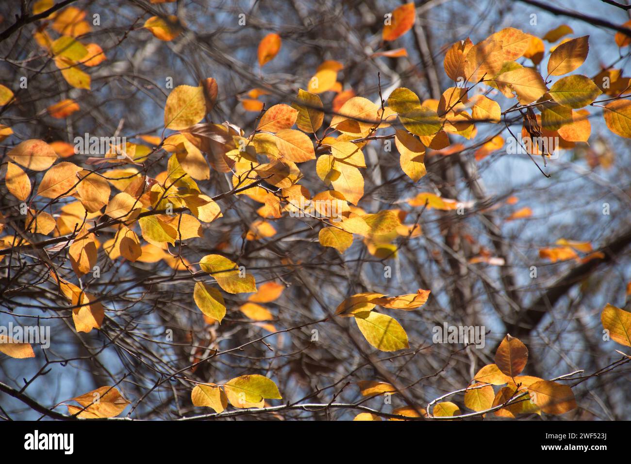 The playfulness of autumn Stock Photo