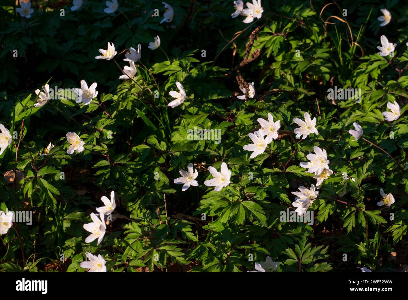 Buschwindröschen, Anemone nemorosa, mit weißen Blüten im Frühjahr Stock Photo