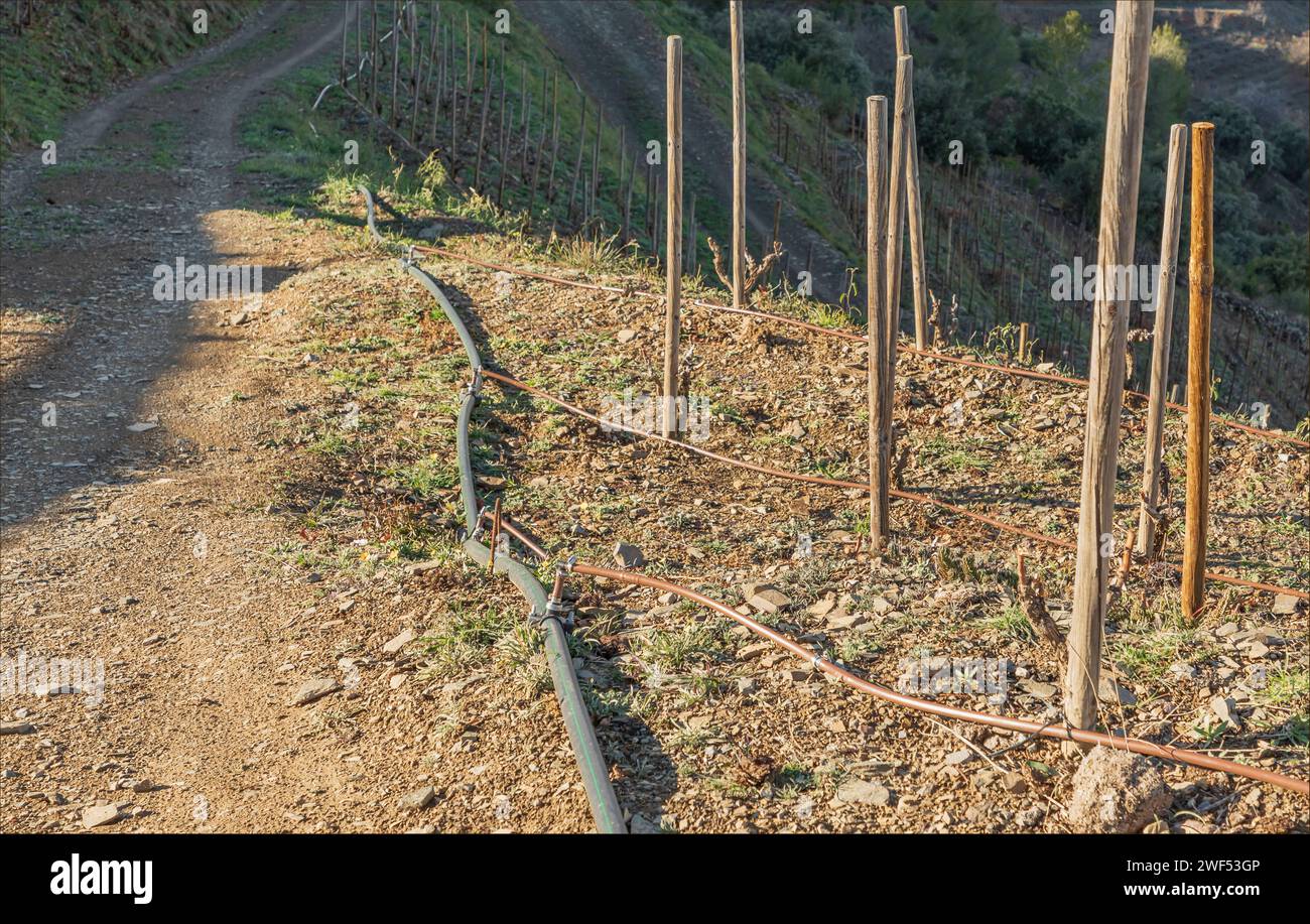 Irrigation structure across multiple rows of vines on the terraced vineyards of Priorat in Spain Stock Photo